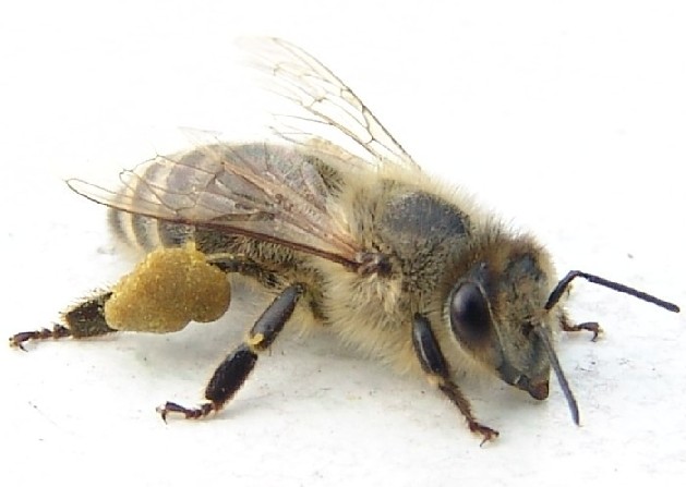 2005Bee