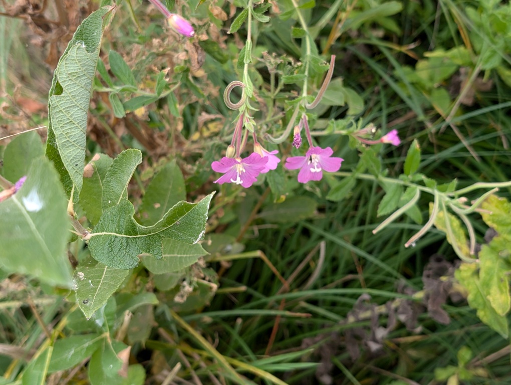 2024RügenFlowers