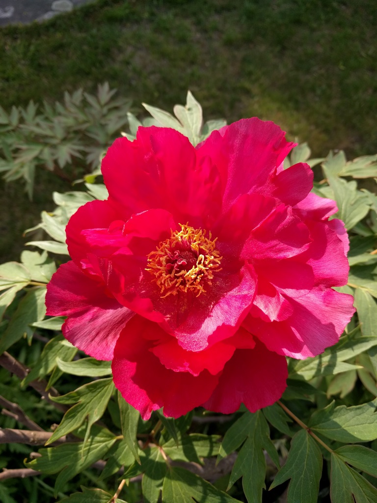 paeonia