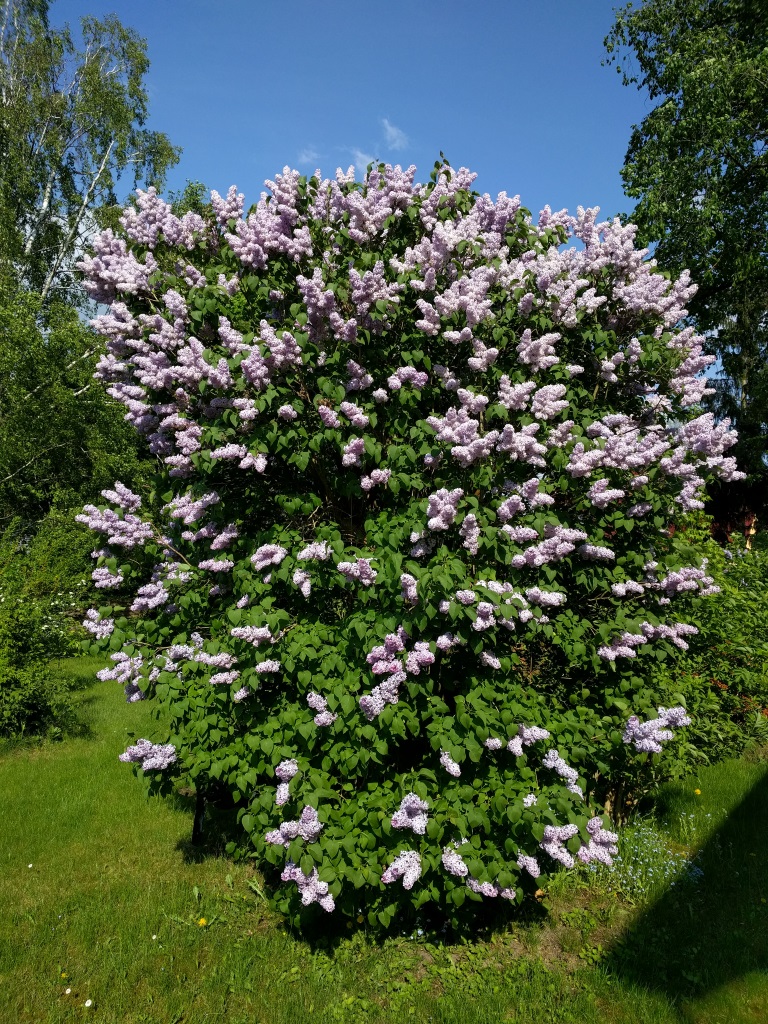 syringa